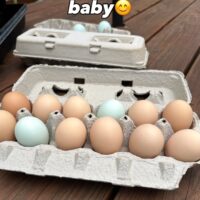 Pastured Chicken Eggs