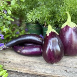 Eggplant