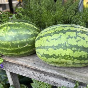Watermelon