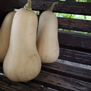 Autumn Squash