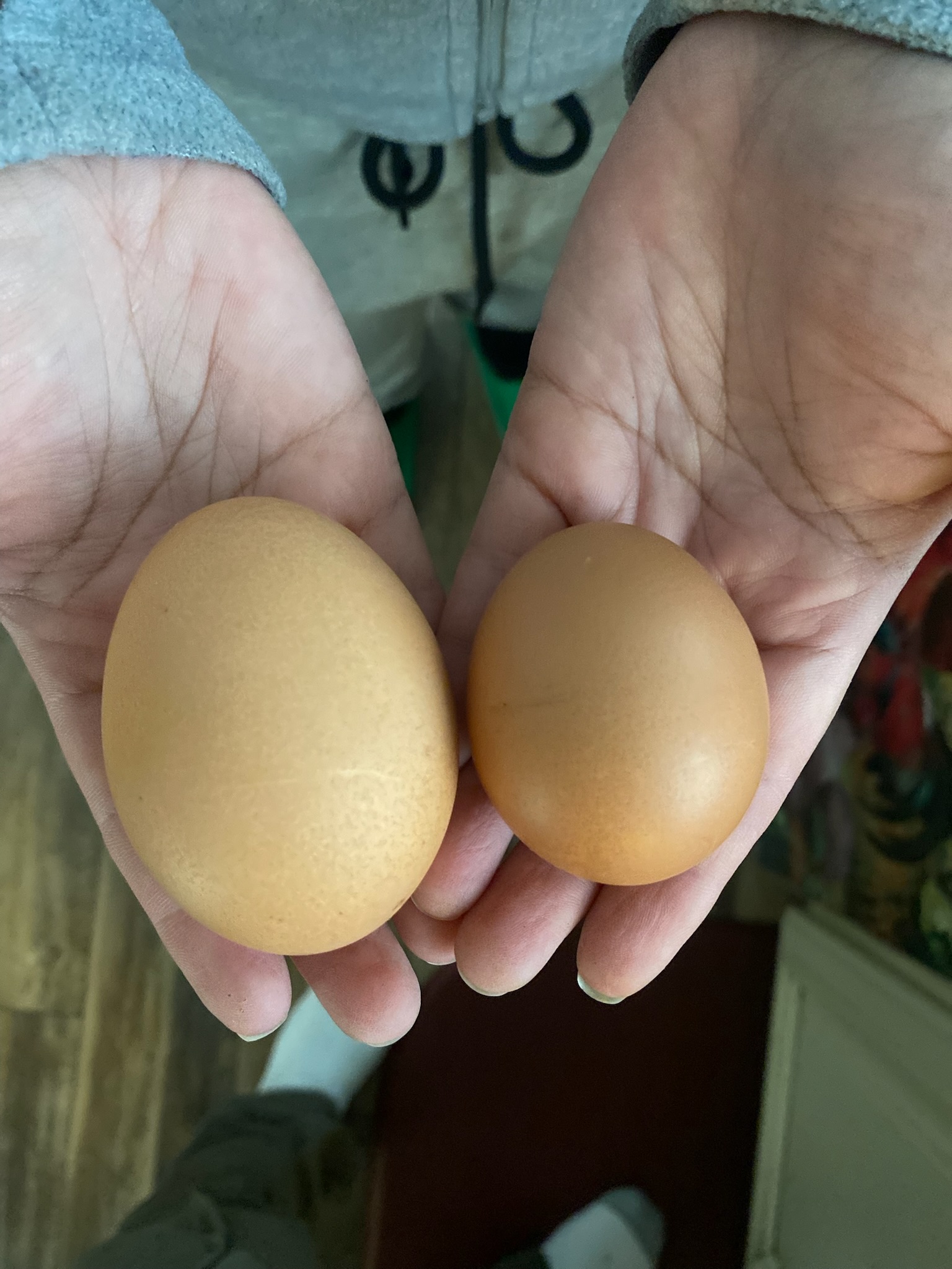 1/2 Dozen EGGS: ADD-ON