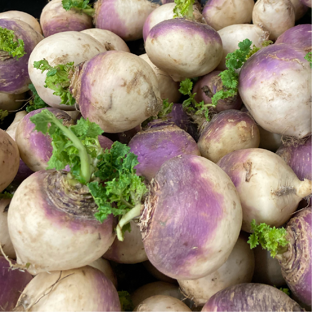 Kentucky Grown Purple Top Turnips