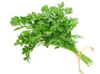 Cilantro (bunches)