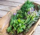 Chives and Thyme