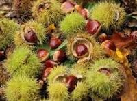 Kentucky Grown Chestnuts