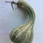 Kentucky Grown Cushaw Squash