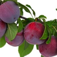 Kentucky Grown Plums