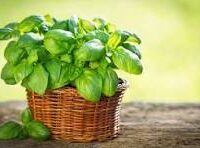 Fresh Basil (Green and Purple)