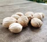 Kentucky Grown Shagbark Hickory Nuts