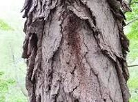 Kentucky Shagbark Hickory BARK