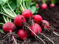 Kentucky Grown Red Radishes