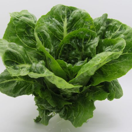 Lettuce