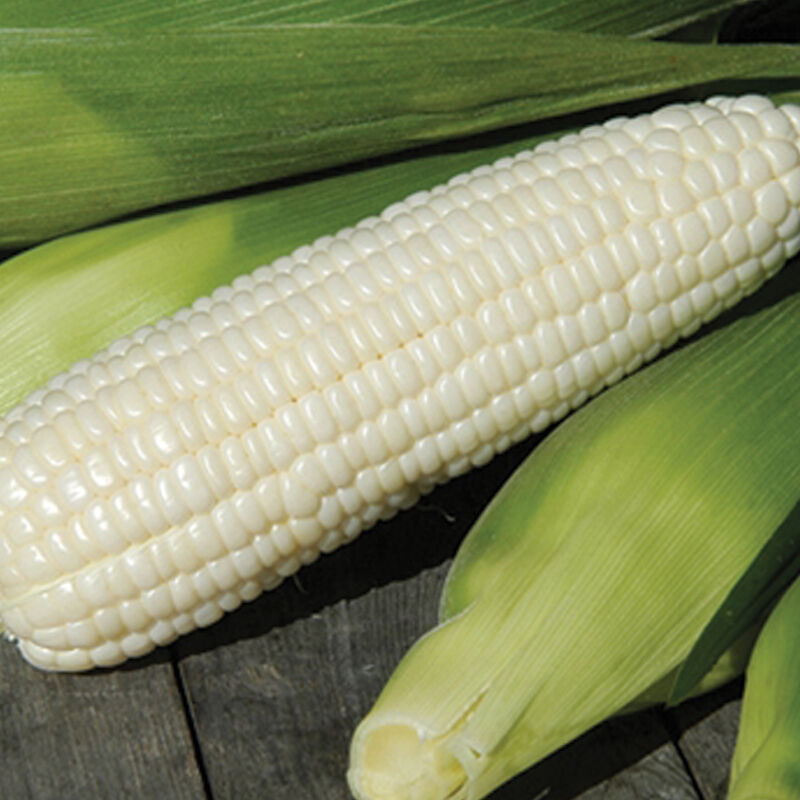 Corn
