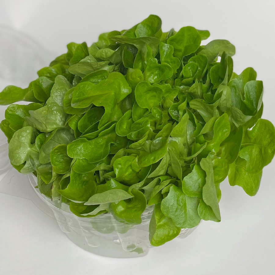 Hydroponic Lettuce