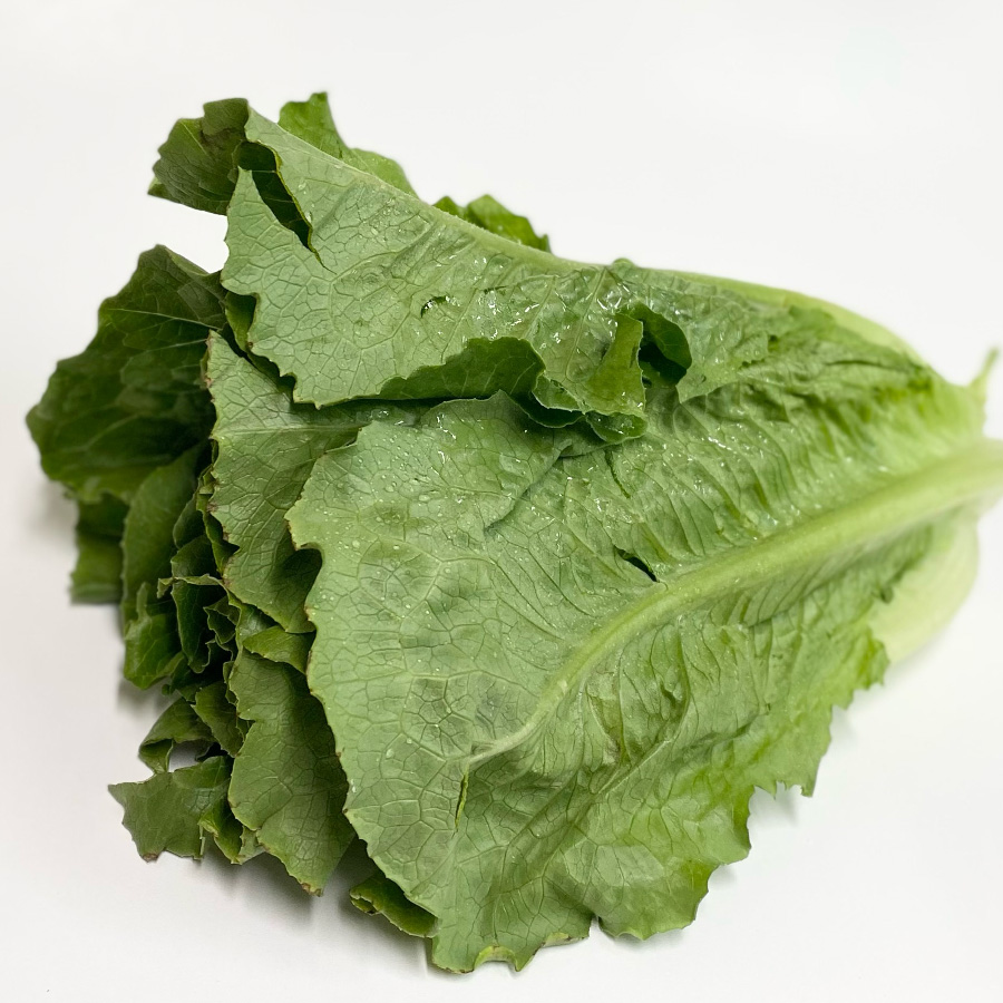 Romaine Lettuce
