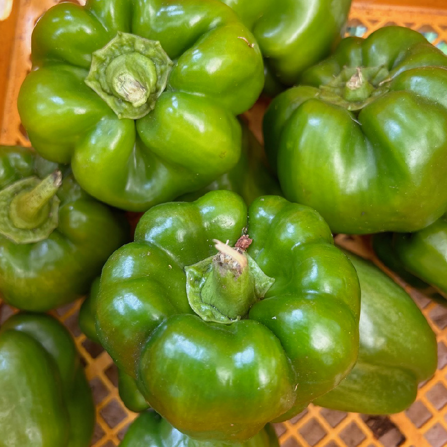 Green Bell Peppers
