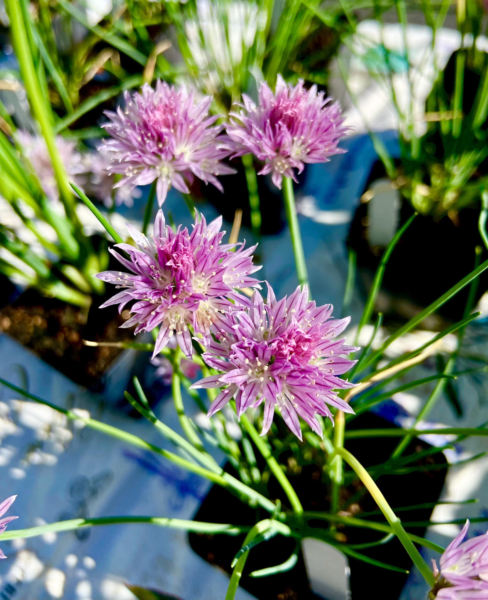 Chive plant