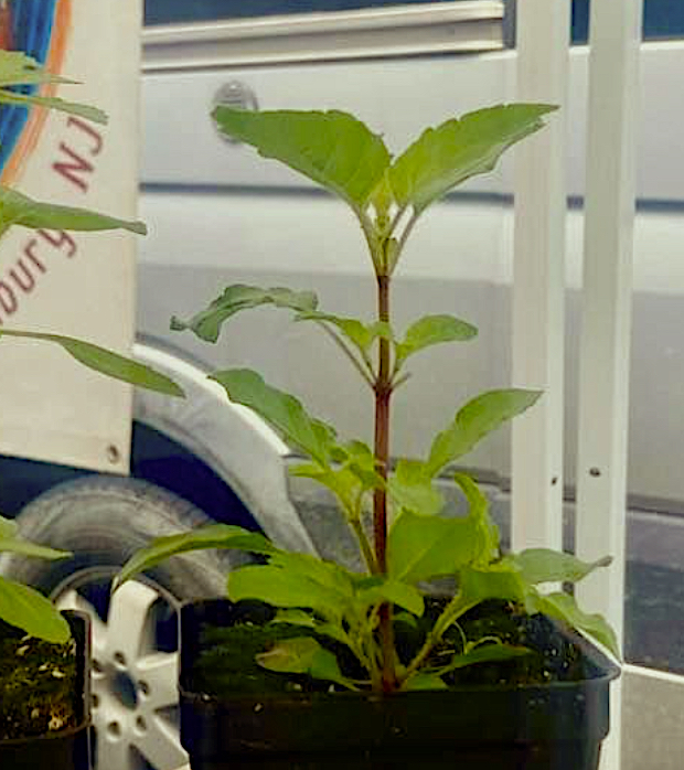 Krishna Tulsi plant / Red Holy Basil plant
