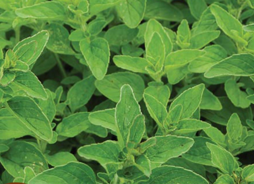 Oregano plant