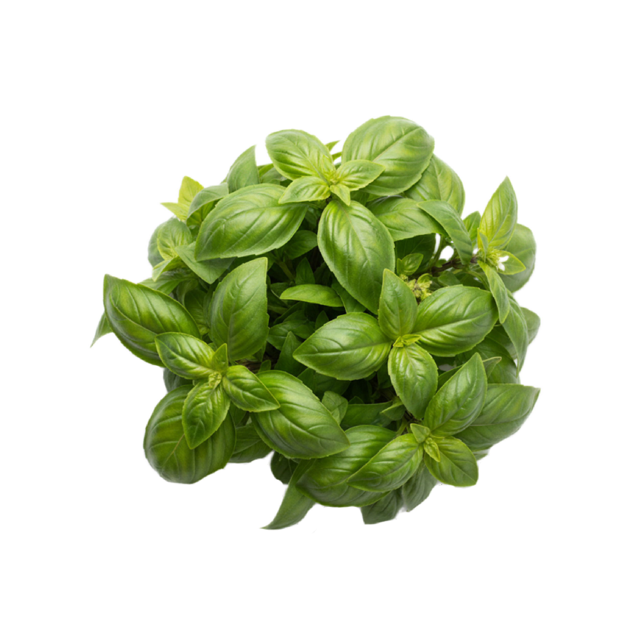 Basil