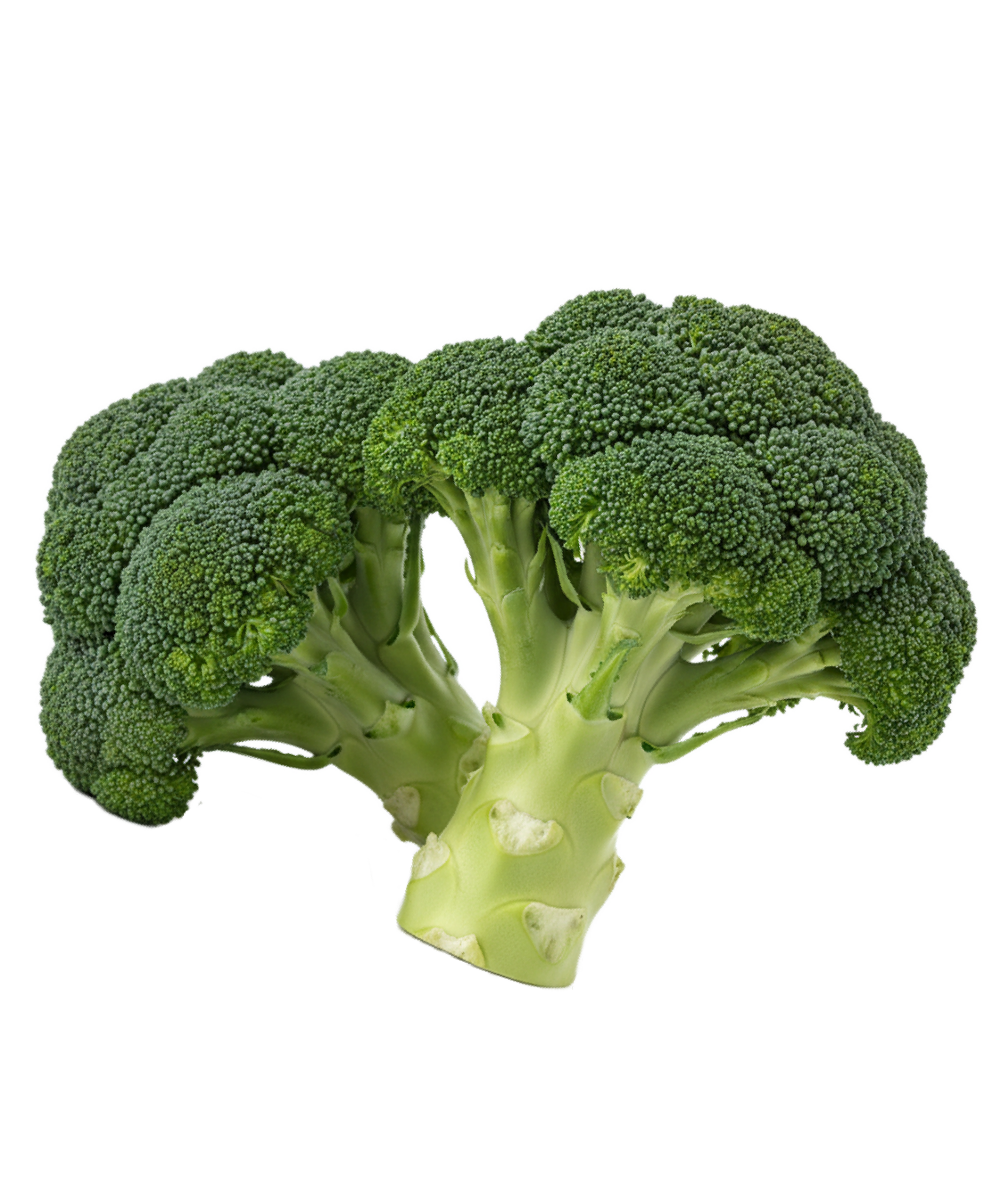 Fresh broccoli crown